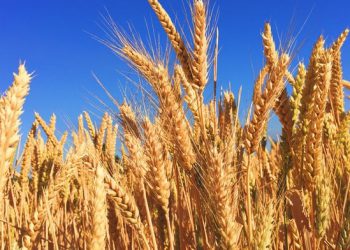 China Stockpiling Commodities, Exports Inflation