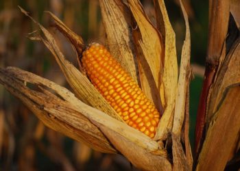 Grains pull back from recent highs but could test significant support