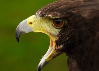 Dollar bid on further hawkish FOMC rhetoric