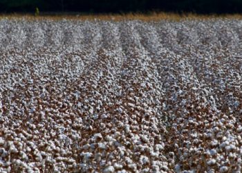 Cotton prices are up, is there much more upside?