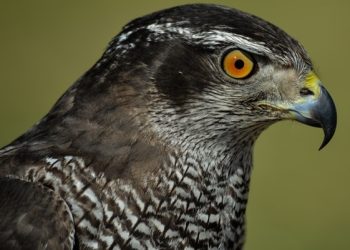 A hawkish Fed and volatility are expected in the coming hours