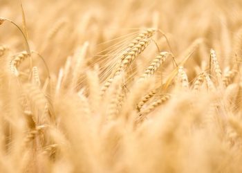 Did wheat become too expensive and top out?