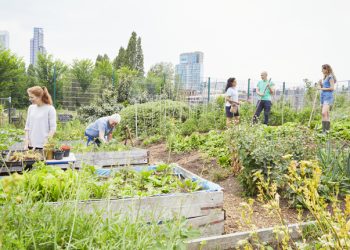 Group of volunteers working in community garden