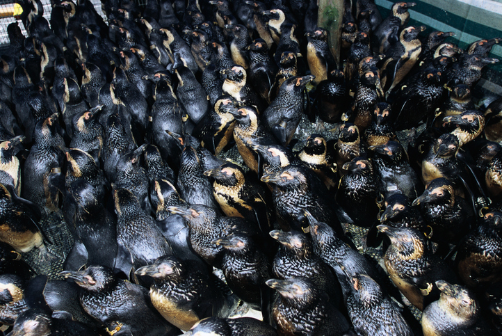 Pengiuns covered in oil from spill off the coast of South Africa are waiting to be cleaned at the Southern African National Foundation for Conservation of Coastal Birds.