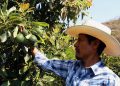 A farmer works at an avocado plantation in El Carmen ranch in the community of Tochimilco, Puebla State, Mexico, on April 5, 2019. - US President Donald Trump landed in California Friday to view newly built fencing on the Mexican border, even as he retreated from a threat to shut the frontier over what he says is an out-of-control influx of migrants and drugs. (Photo by Jose CASTANARES / AFP) (Photo credit should read JOSE CASTANARES/AFP via Getty Images)