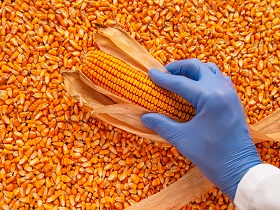 Scientist examining quality of harvested corn, close up of hand holding corncob over kernels pile
