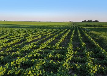 Rows of Soybean growing on a Farmer. The soybeans are in the early stages of growth photographed in mid June in Central Illinois. The photograph was taken around sunset.